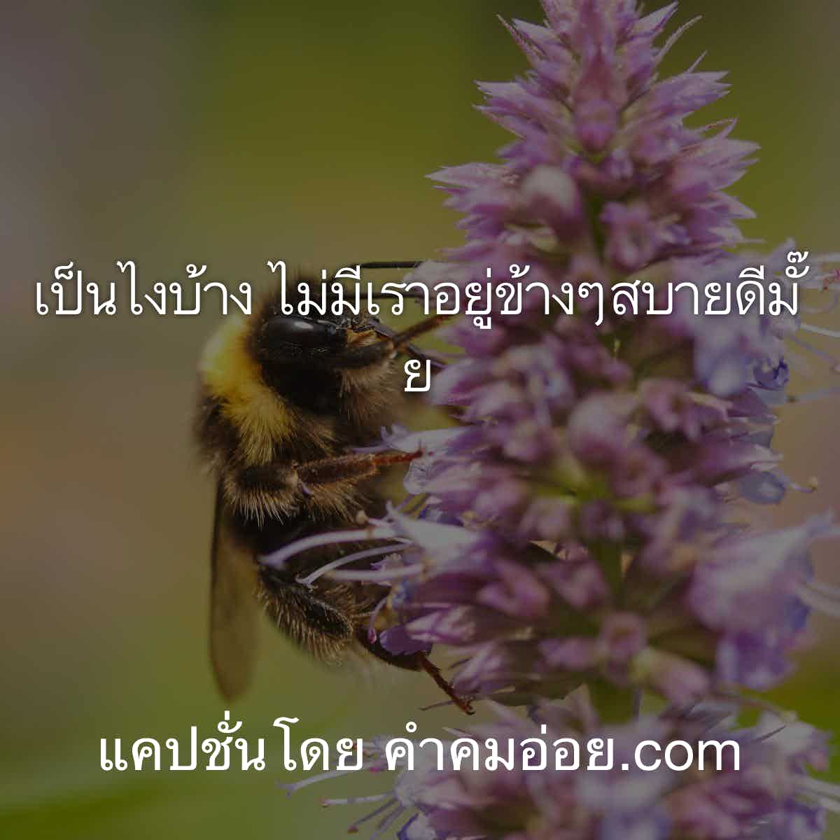 แคปชั่นอ่อย