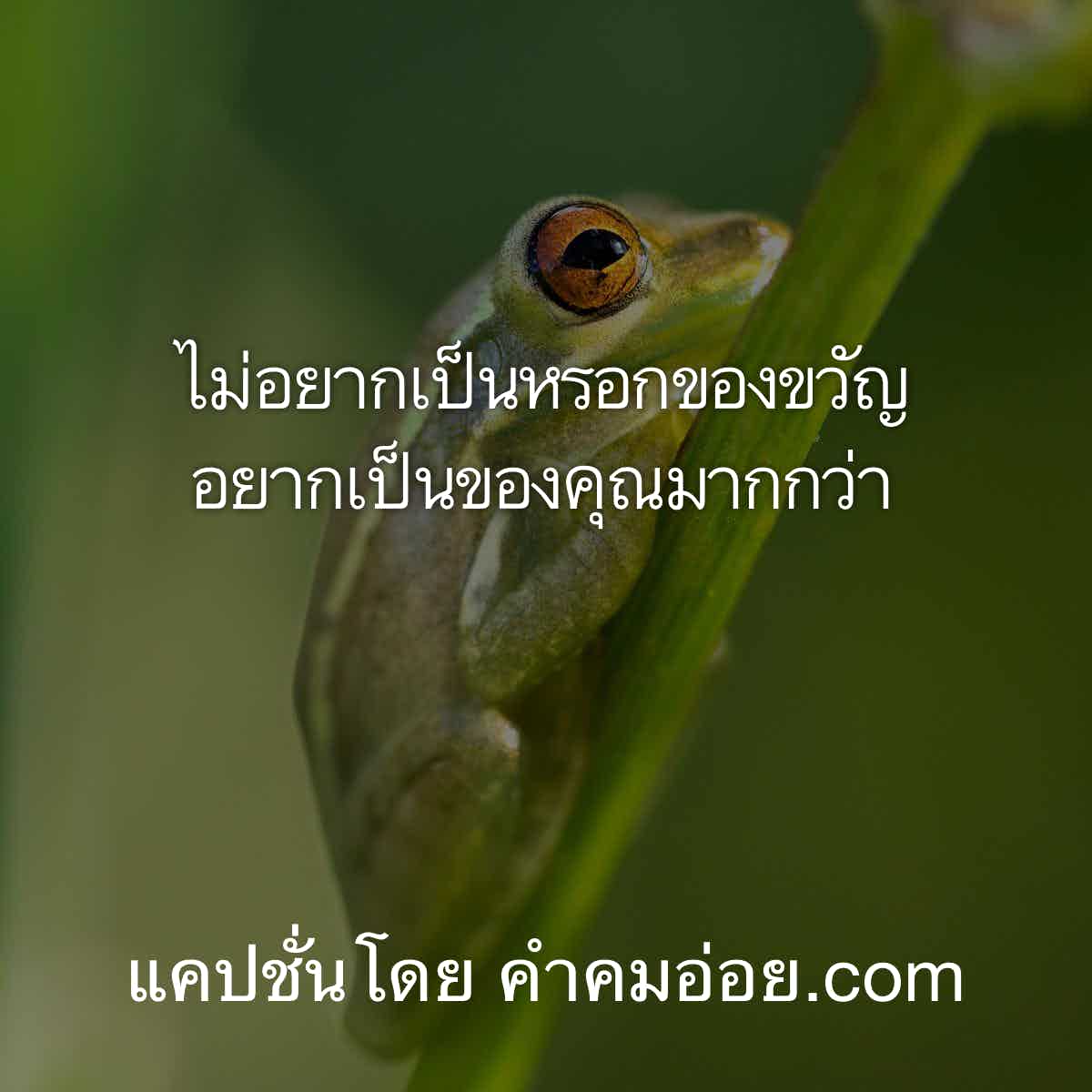 แคปชั่นกวนตีน