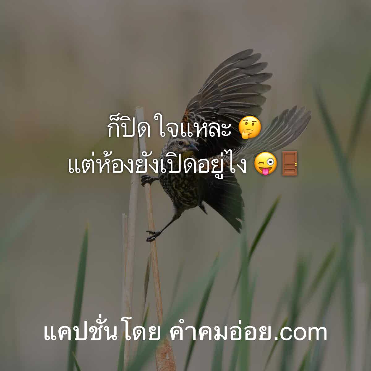แคปชั่นอ่อย