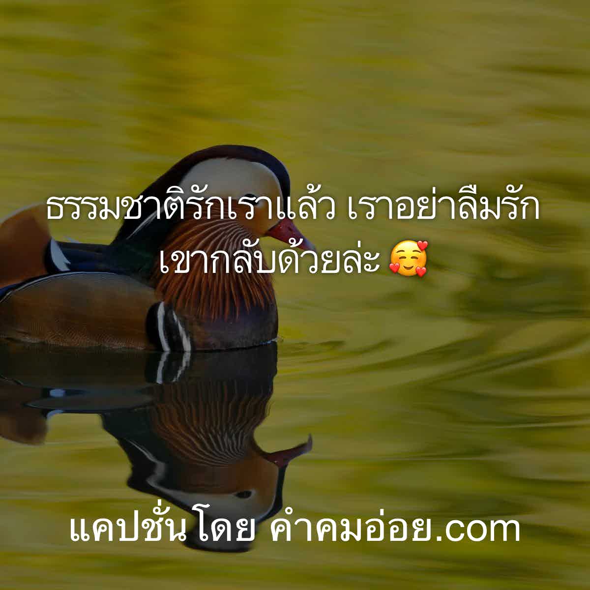 แคปชั่น