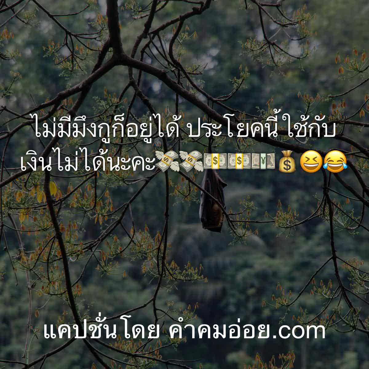 แคปชั่นกวนตีน