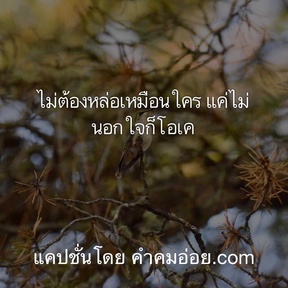 แคปชั่น