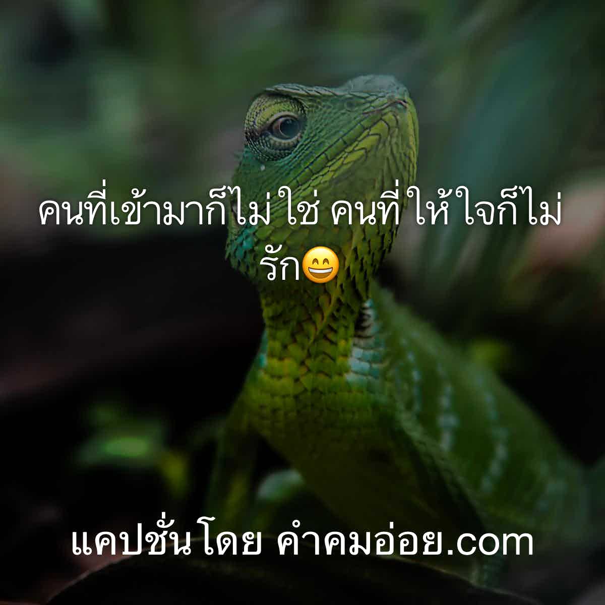 แคปชั่นกวนตีน