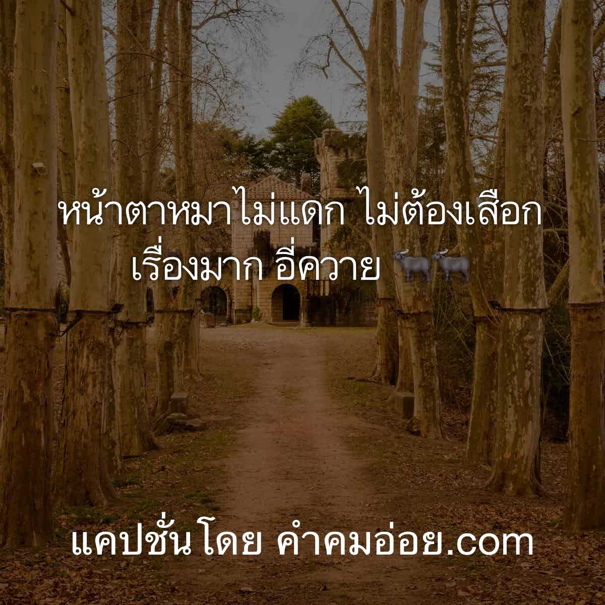แคปชั่นด่า