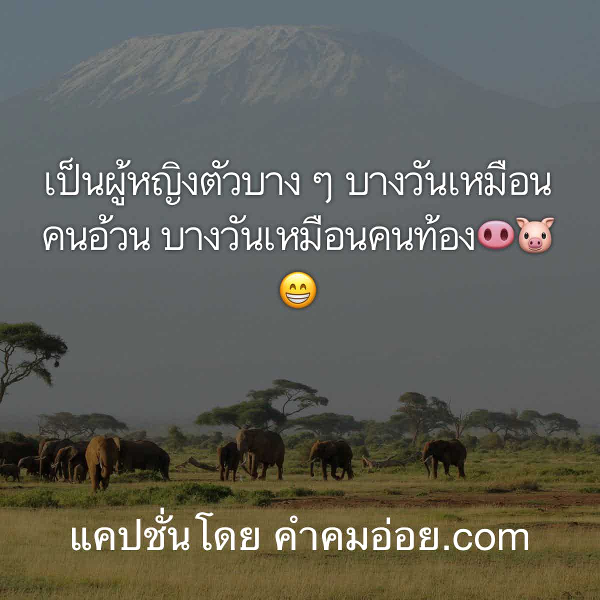 แคปชั่นกวนตีน