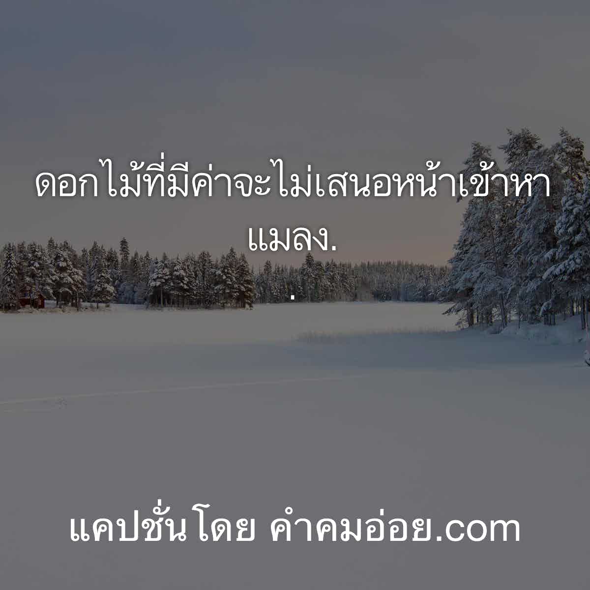 คำคมในวงเหล้า