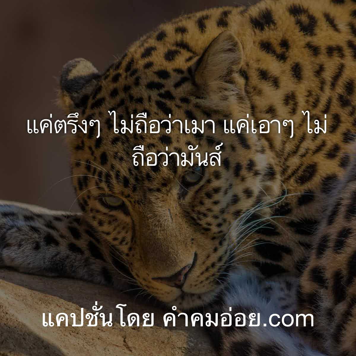 คําคมคนโสด